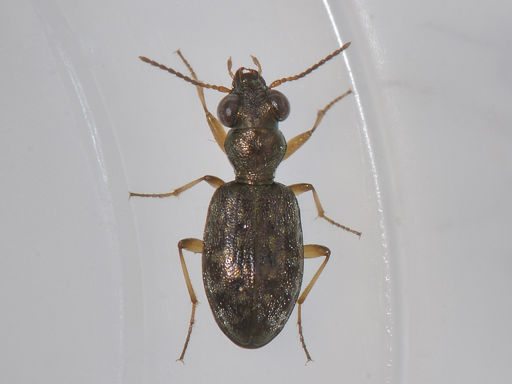 Asaphidion di collina